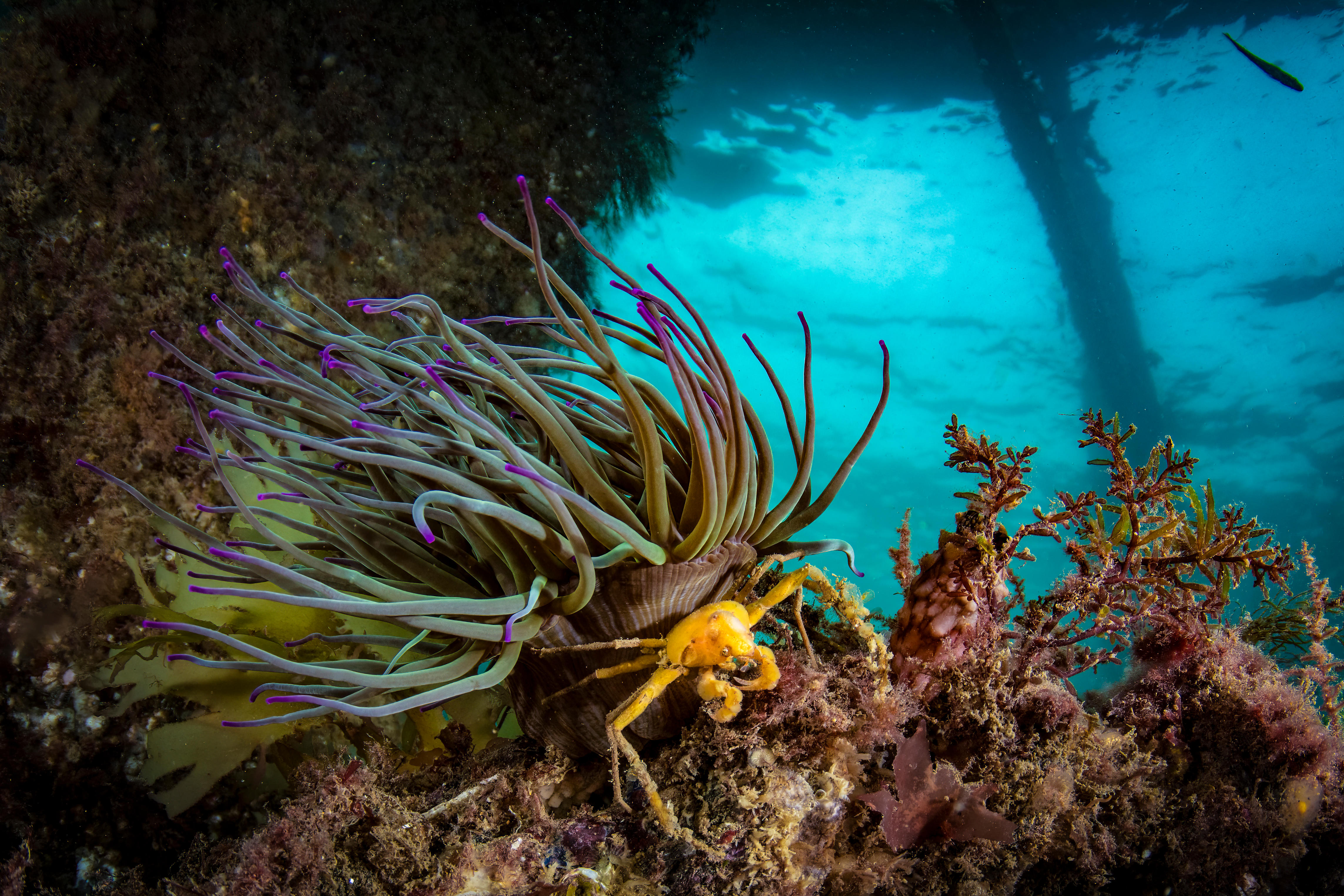 Among the pier legs, Underwater Photographer of the Year, 2022