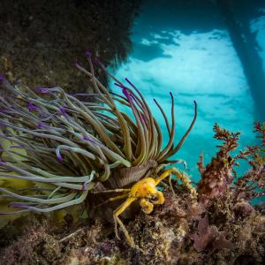 Among the pier legs, Underwater Photographer of the Year, 2022