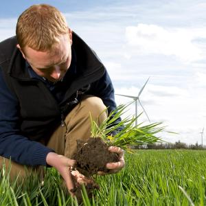 A farmer placing a crop into the ground.