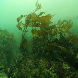 Kelp seaweed