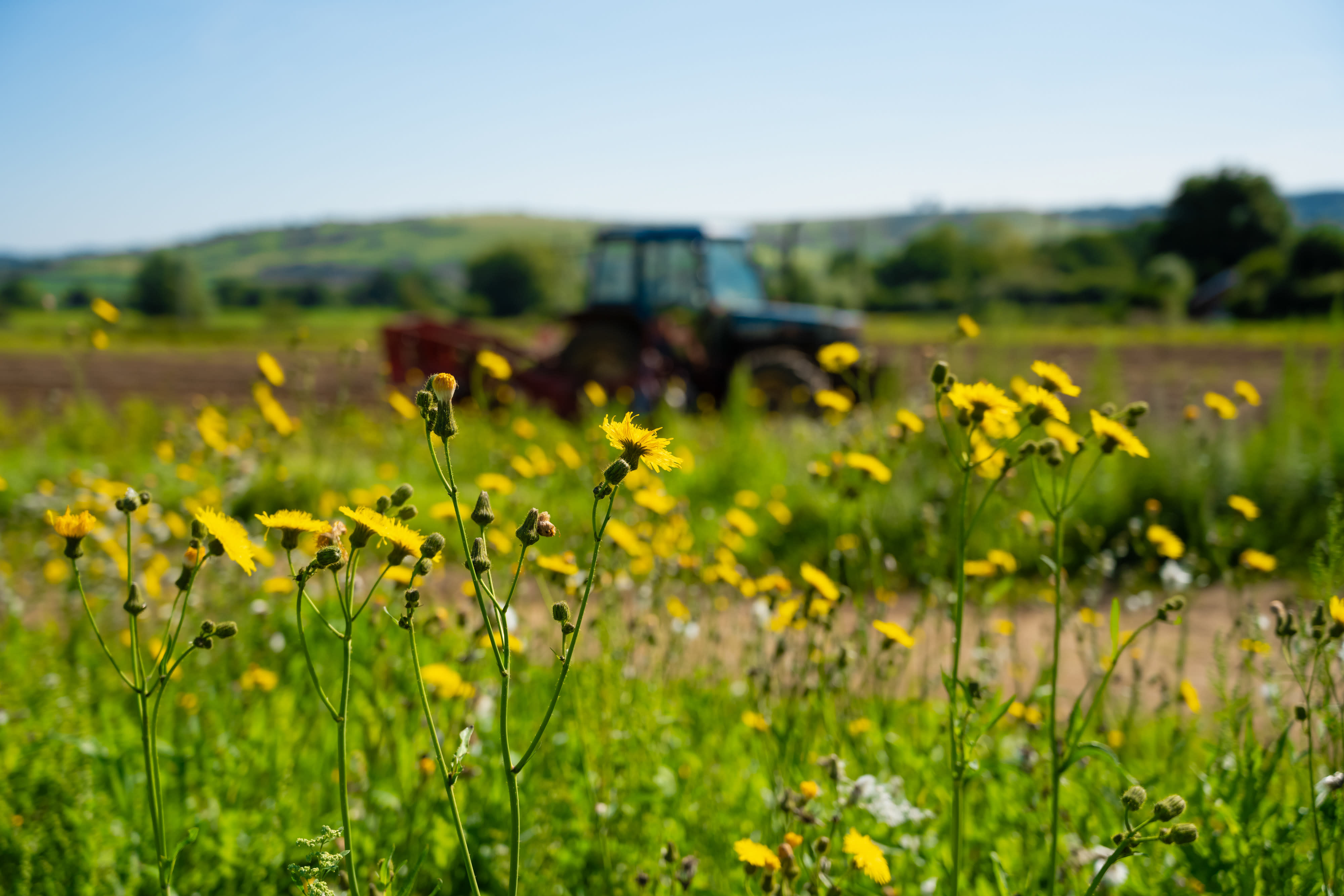 Flowers in field with tractor in background