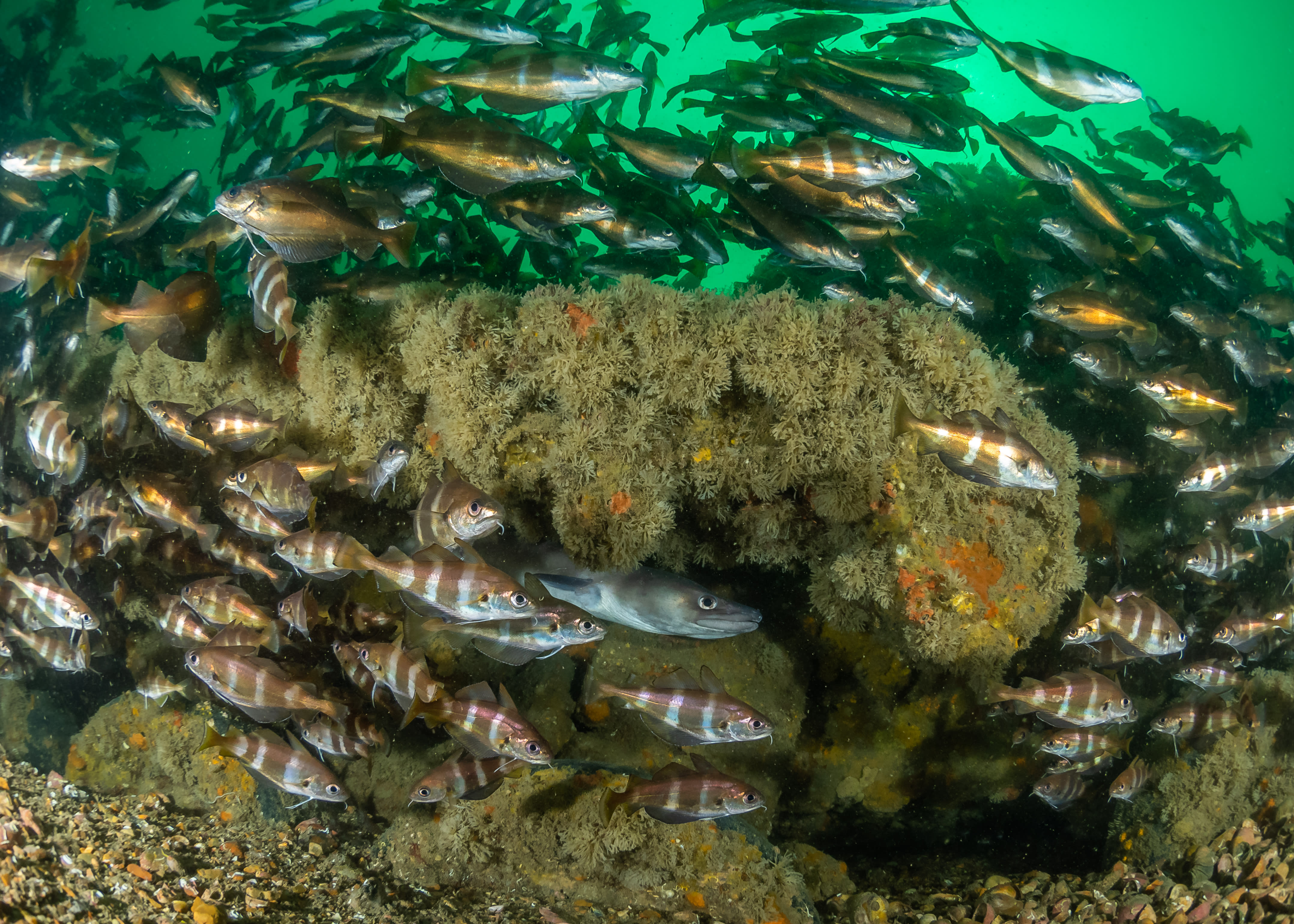 Fish swimming around coral