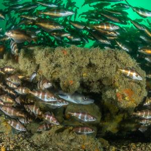 Fish swimming around coral