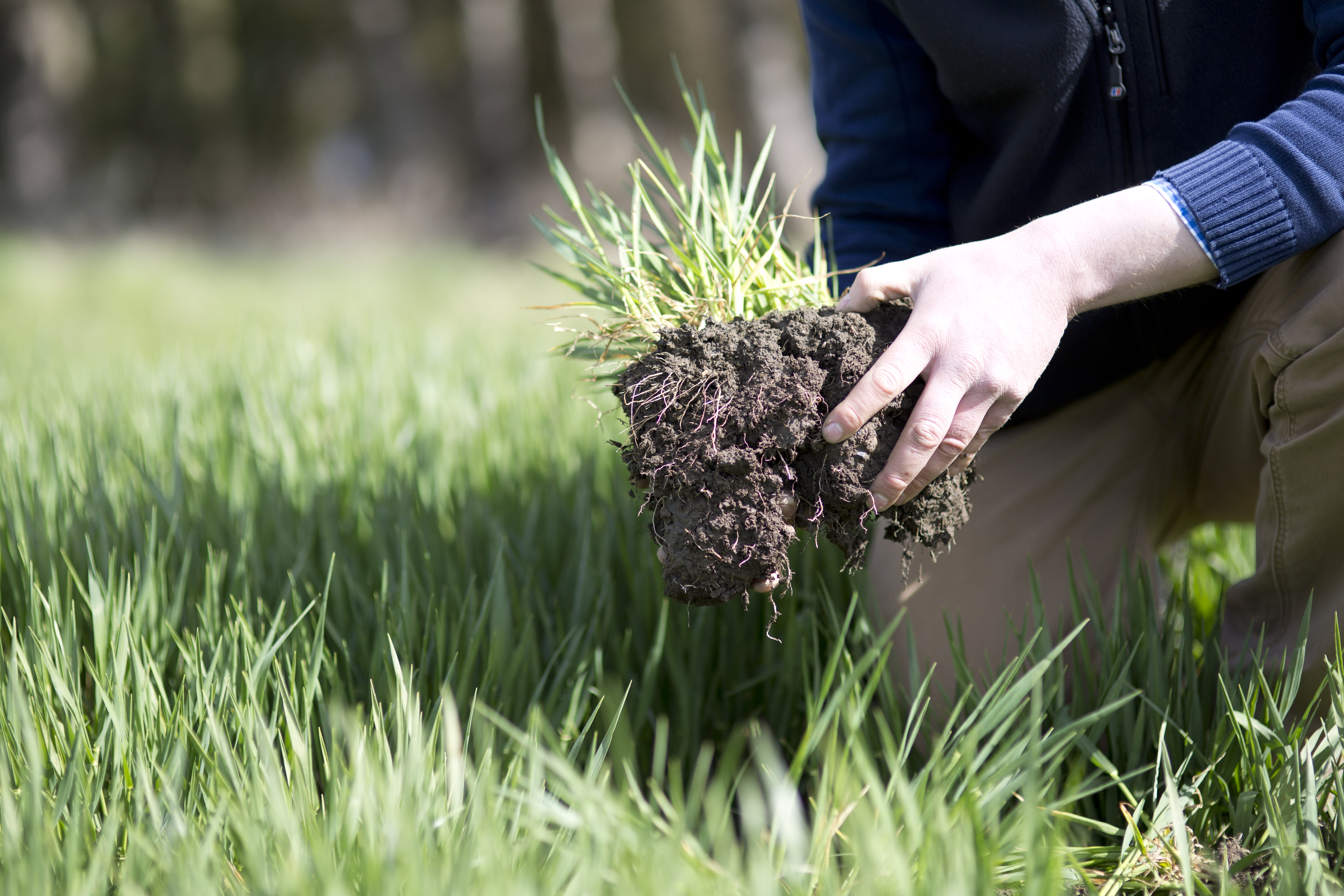 A farmer's hand placing a plant into the soil