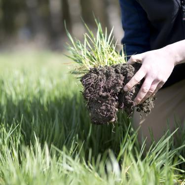 A farmer's hand placing a plant into the soil