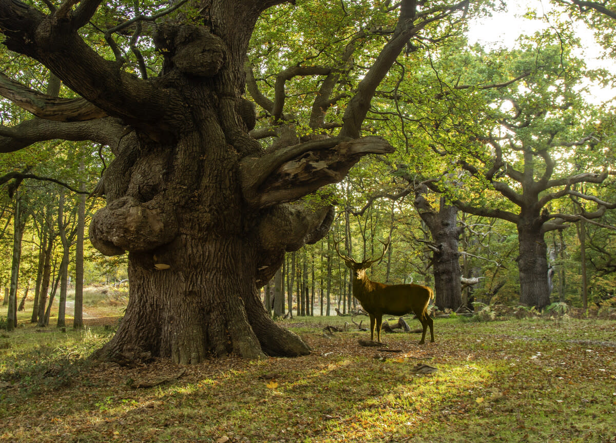 Red deer beside ancient Elephant oak tree
