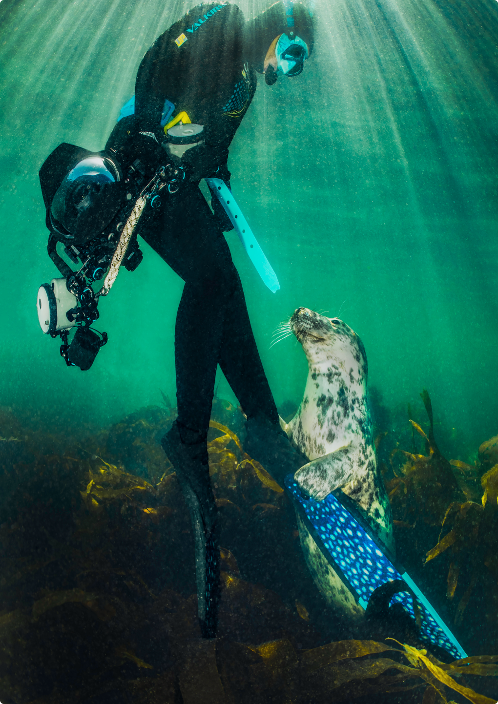 Scuba diver with seal