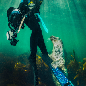 Scuba diver with seal