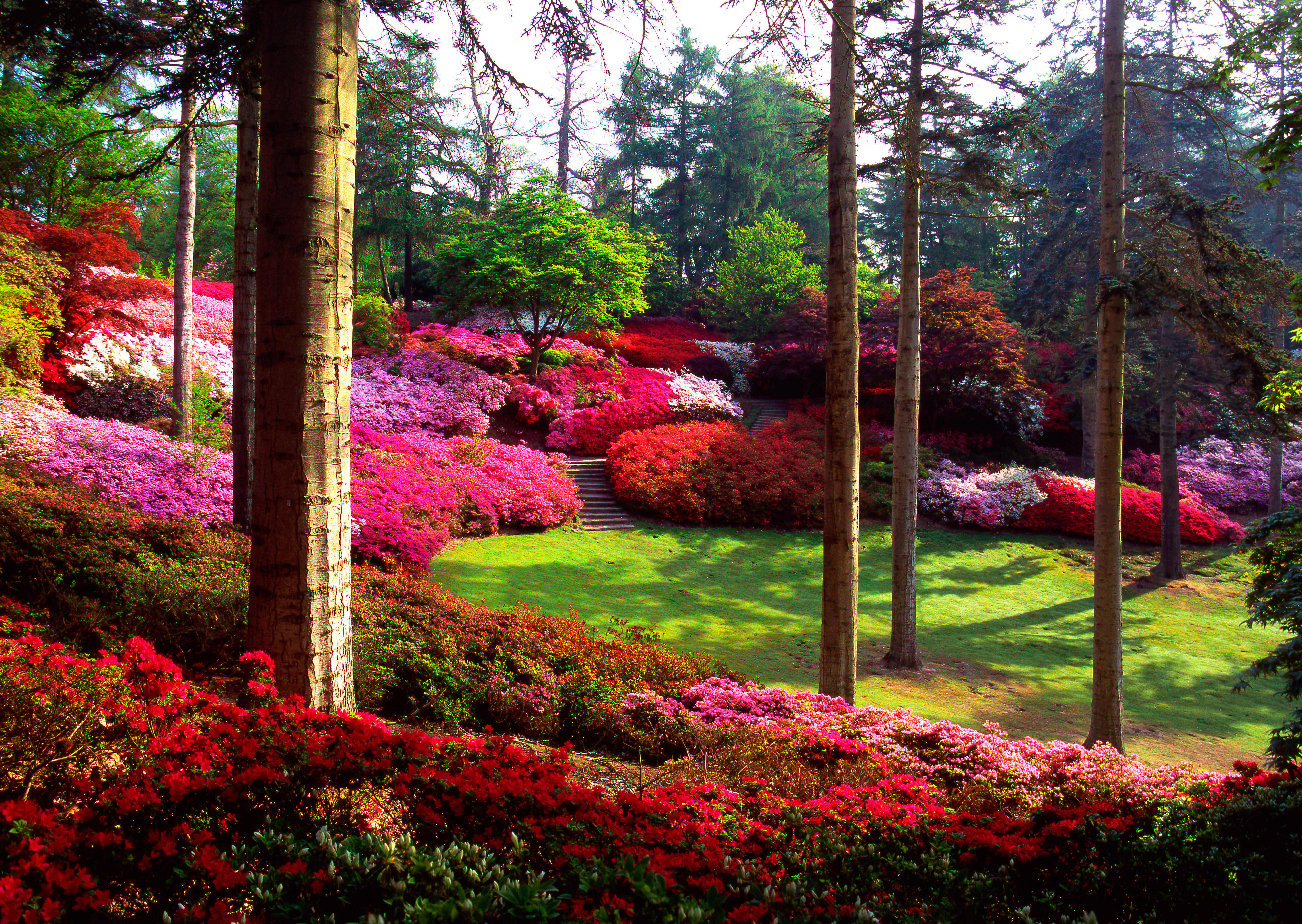 The Punchbowl in Spring, Windsor Great Park's Valley Garden