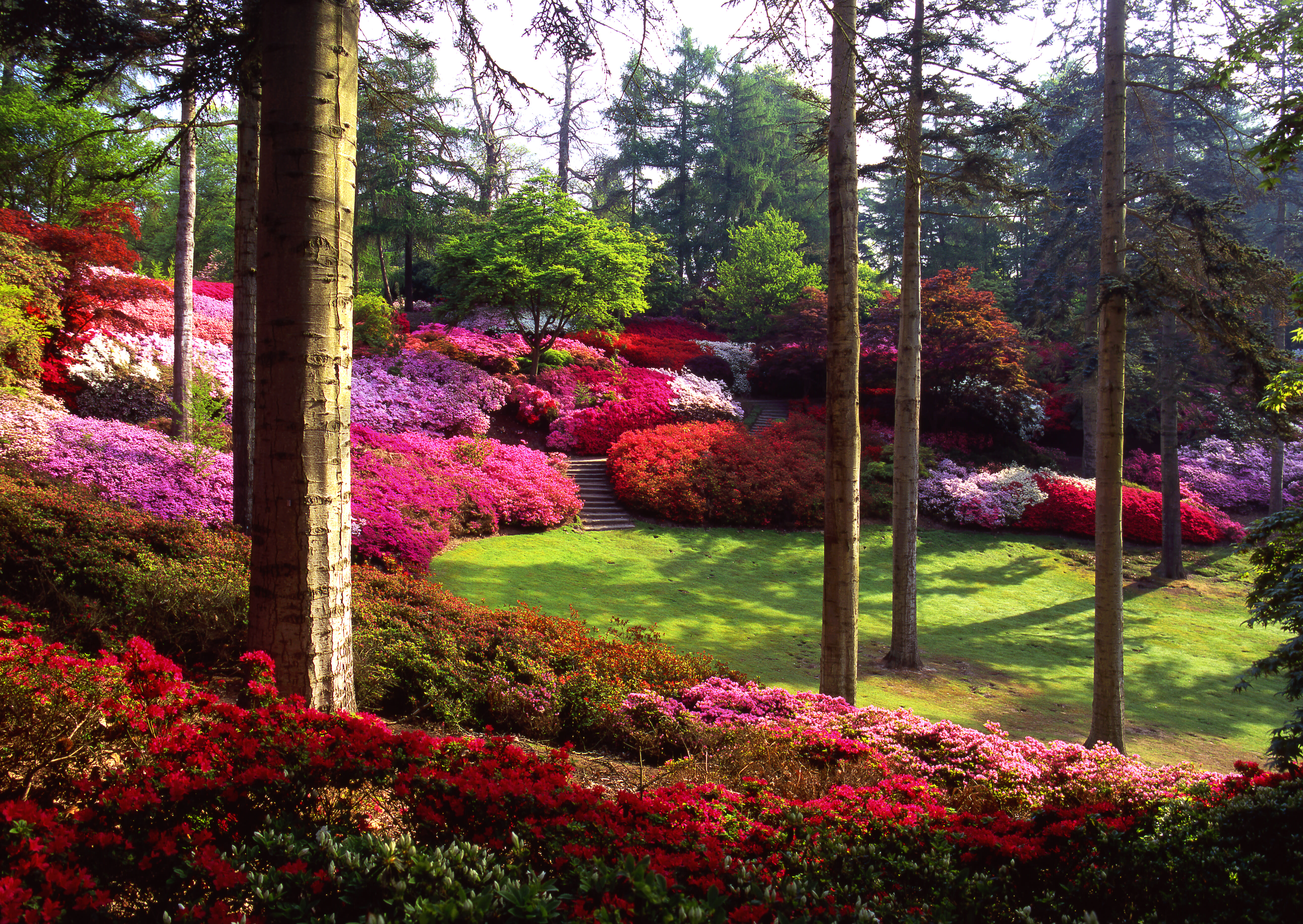 The Punchbowl in Spring, Windsor Great Park's Valley Garden 