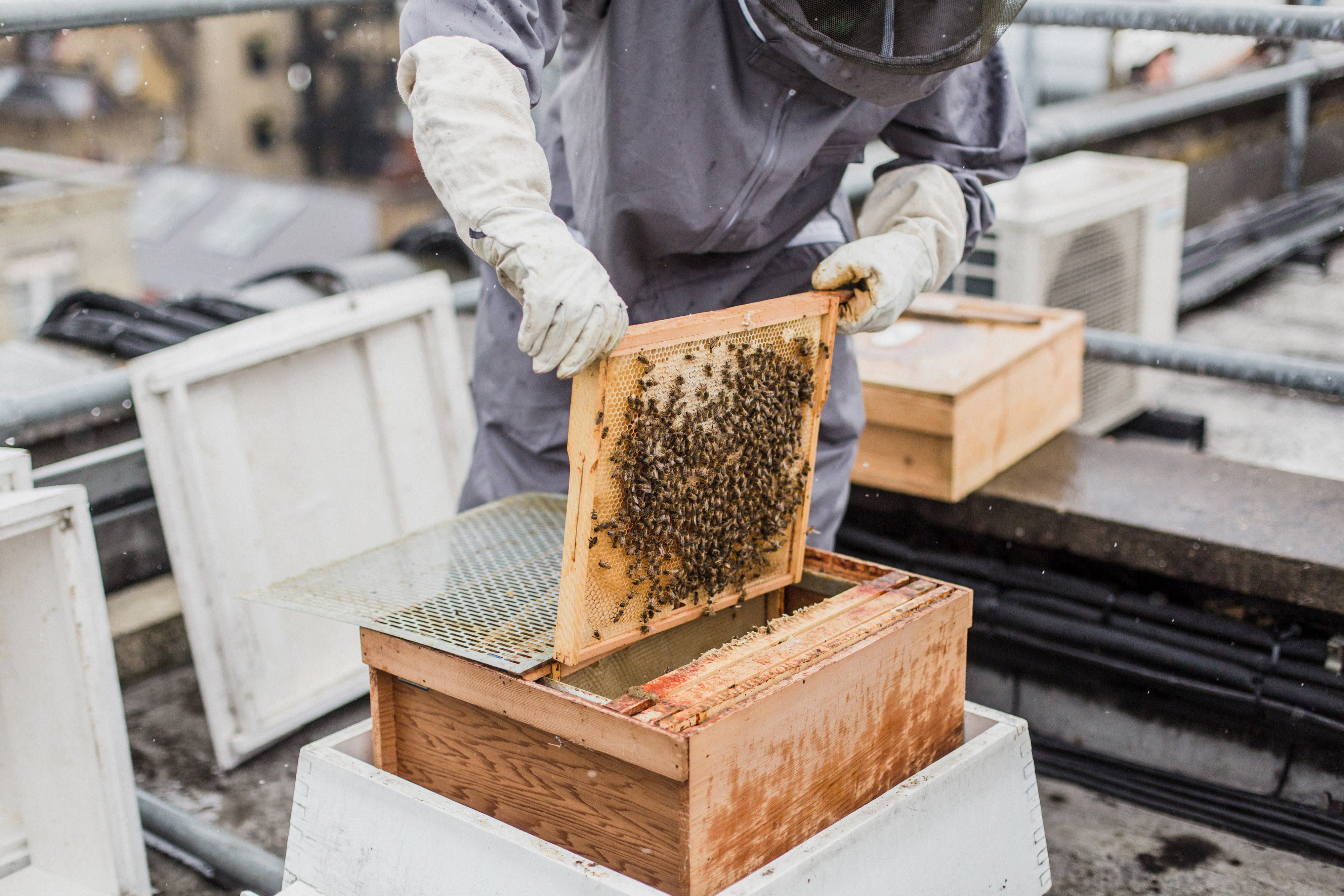 A beehive on the top of a building on Regent Street