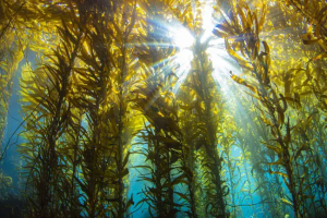 Underwater kelp farm with sun shining from above