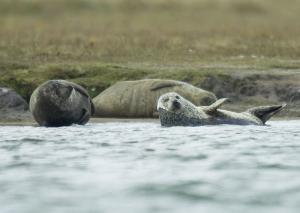 Harbour seals at Greatham Creek