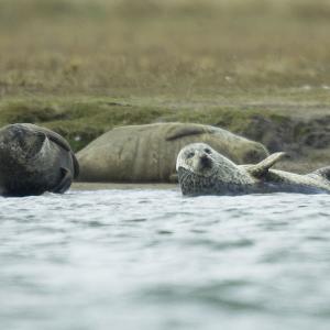 Harbour seals at Greatham Creek