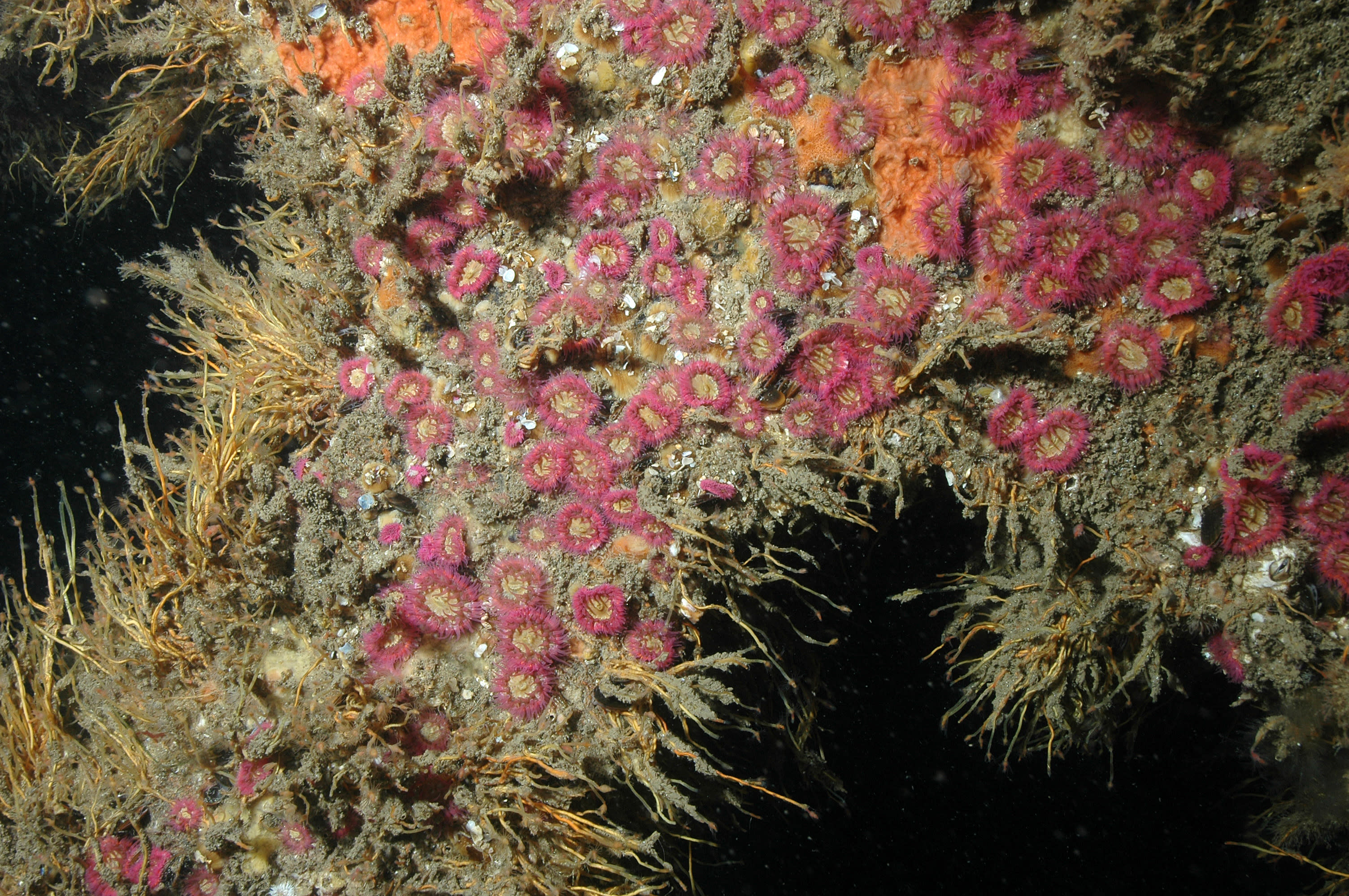 Sea anemones on rocky areas
