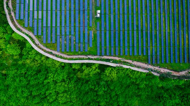 Arial photo of a large forest on Our Commitment
