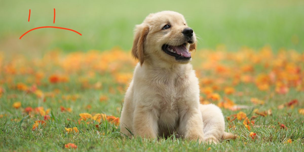 dog-puppy-on-garden-royalty-free-image-15869