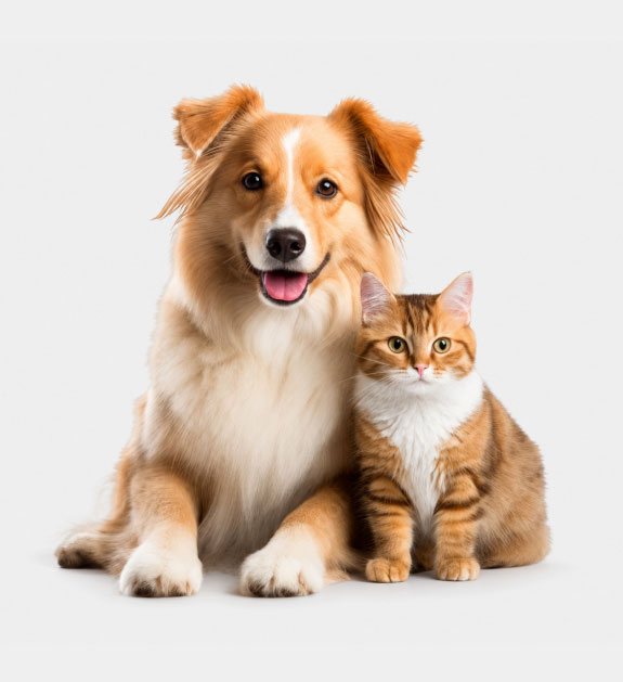 A fluffy collie sitting next to an orange tabby cat. 