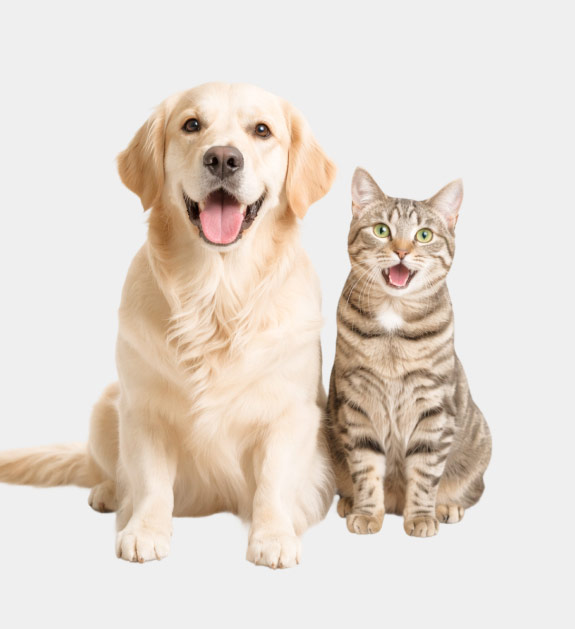 A golden retriever puppy sitting next to a striped cat on the carpet in the living room. 