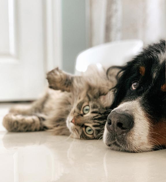 A dog and cat cuddling on the floor.