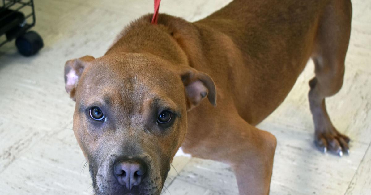 Pet of the Week - Crass