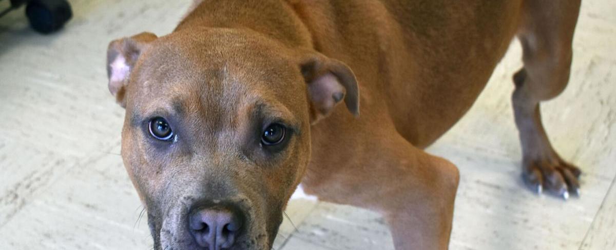 Pet of the Week - Crass