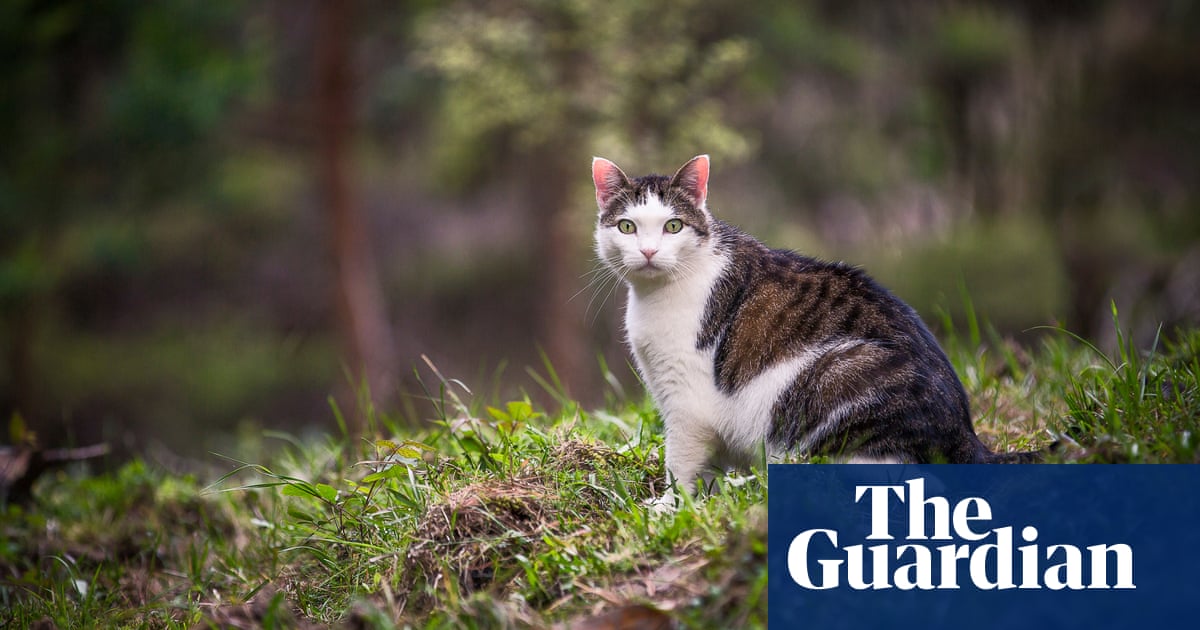 New Zealand feral cat hunting competition for children prompts backlash