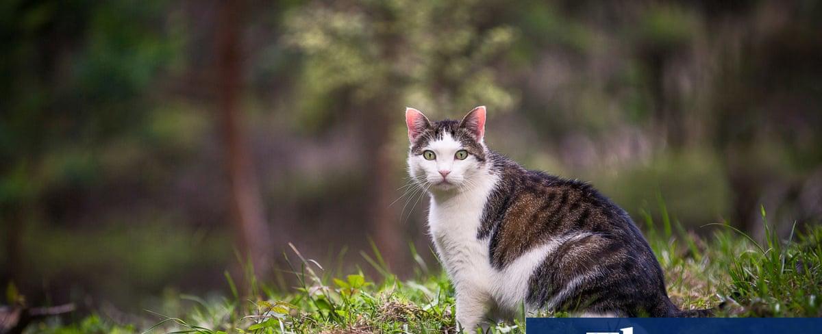 New Zealand feral cat hunting competition for children prompts backlash