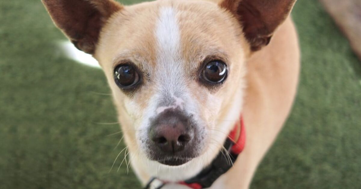 Shy, friendly Chihuahua pet of the week