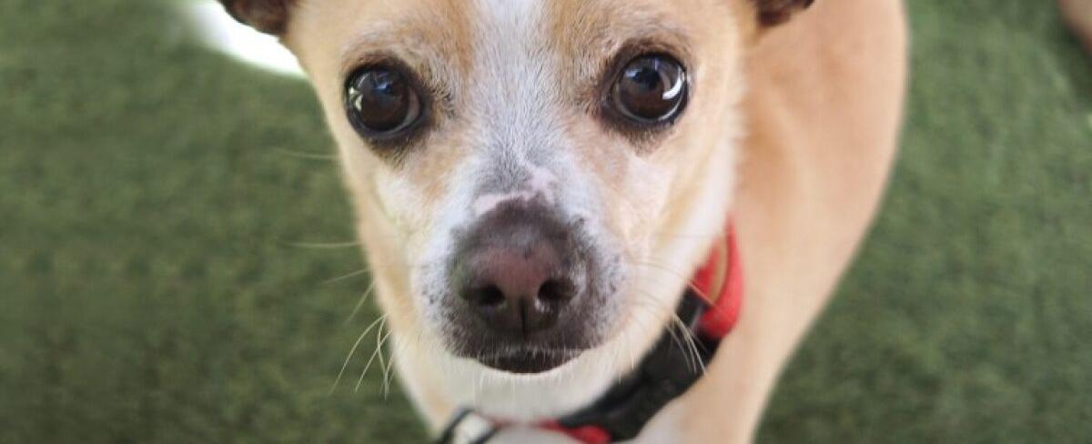 Shy, friendly Chihuahua pet of the week