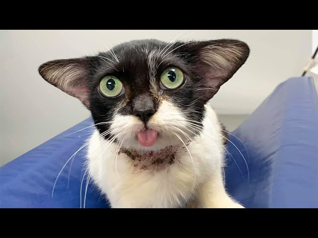 Stray Kitten With Adorable Ears Goes To a Shelter And Wins People's Hearts