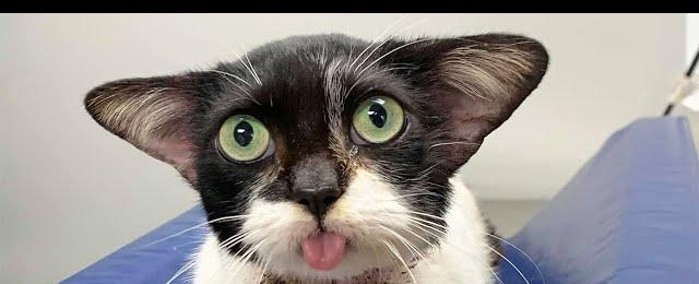Stray Kitten With Adorable Ears Goes To a Shelter And Wins People's Hearts