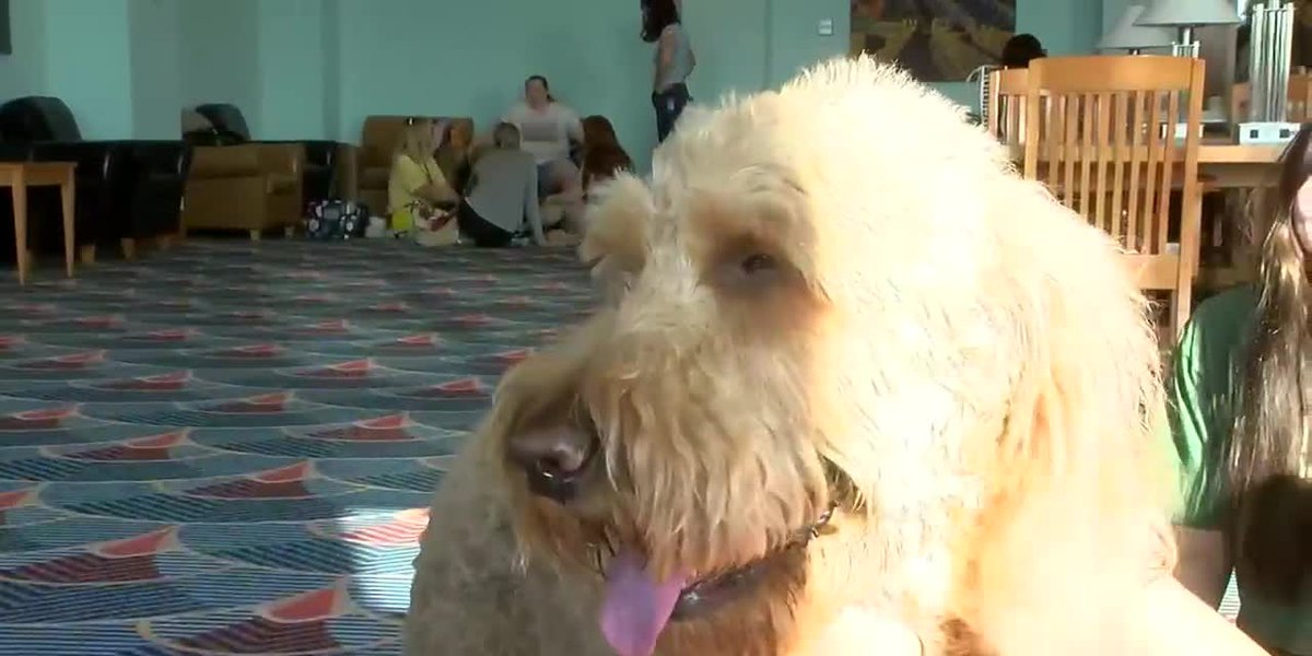USI students visit with therapy dogs during finals