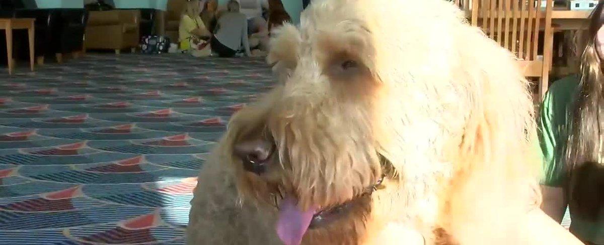 USI students visit with therapy dogs during finals