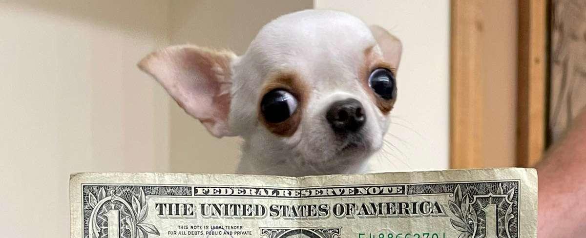 Pearl the Tiny Chihuahua Crowned World's Shortest Dog by Guinness World Records
