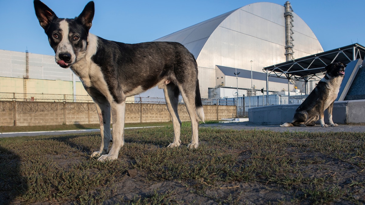 Radioactive dogs? What we can learn from Chernobyl's strays