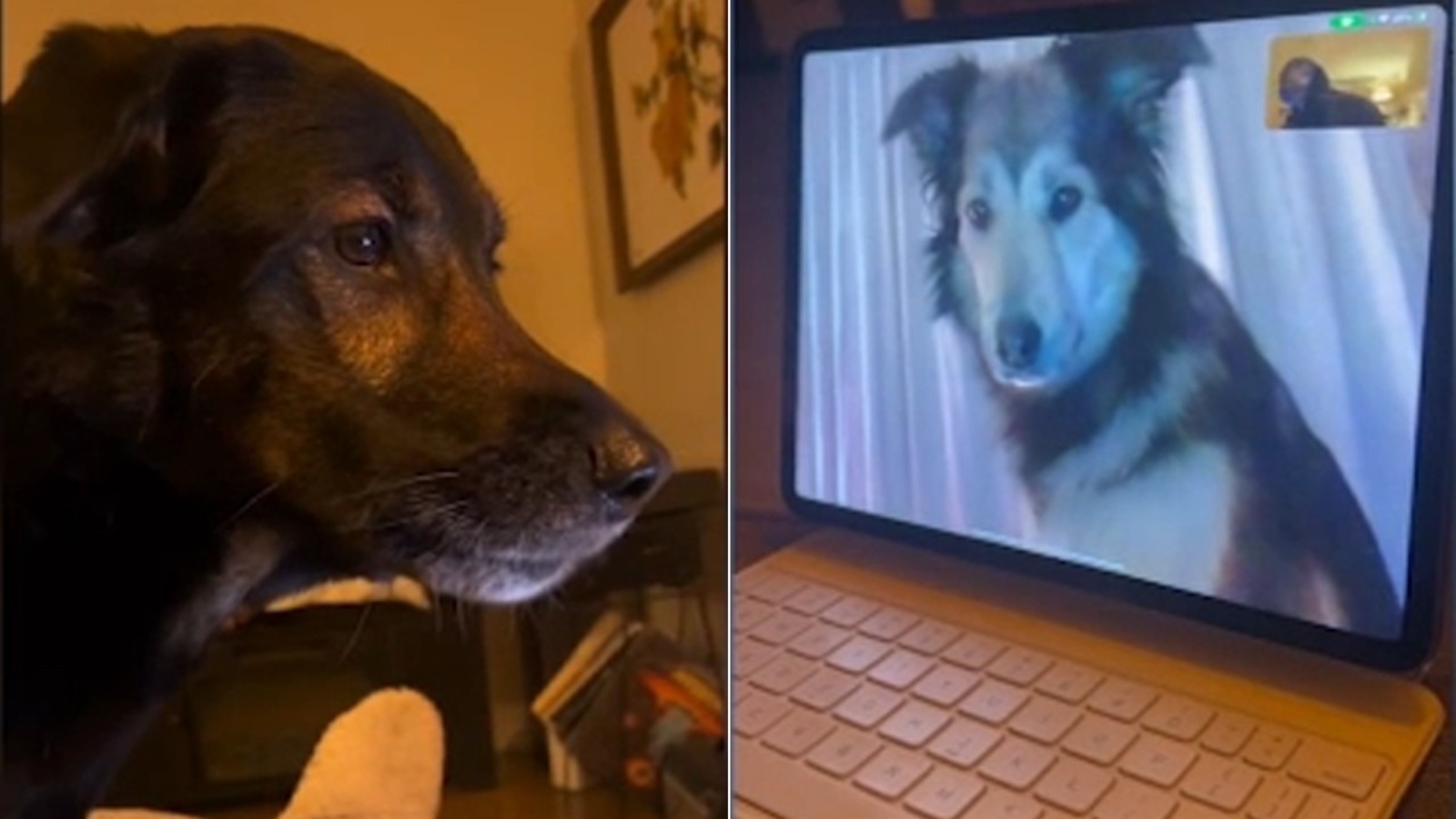 Puppy love: Two canine best friends stay in touch via FaceTime