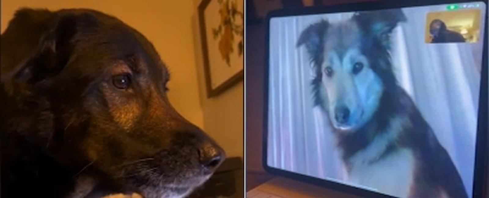Puppy love: Two canine best friends stay in touch via FaceTime