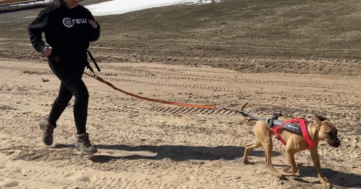 Cannonsburg introduces first-ever Canicross race for dogs & owners