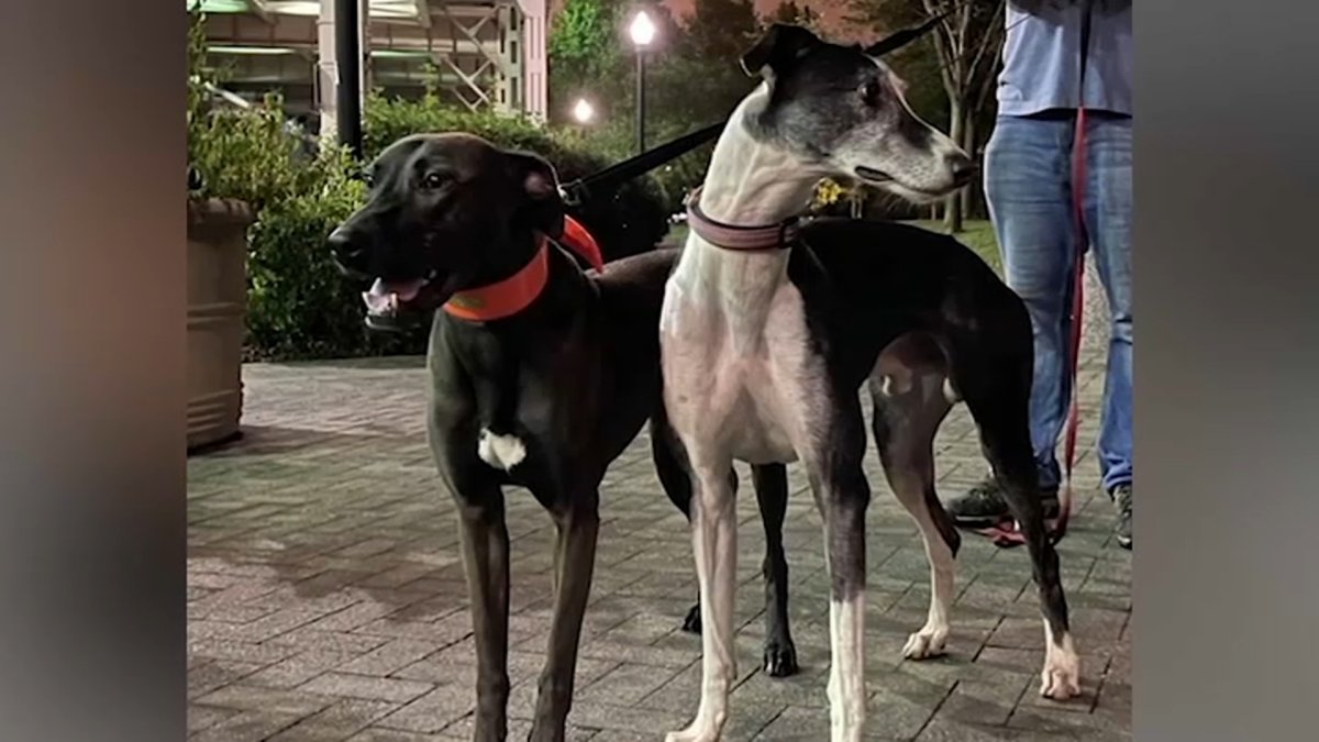 Rat Hunters Use Dogs to Take on DC Rodent Problem: Washingtonian