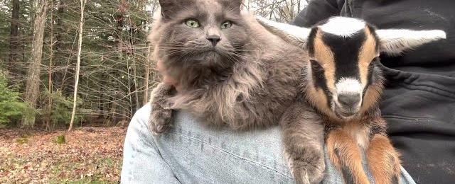 Cat loves baby goat