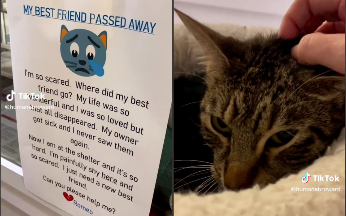 Tears Over Heartbreaking Note Found Next to Cat in Shelter: 'Help Me"