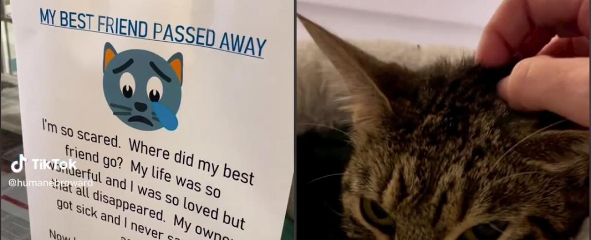 Tears Over Heartbreaking Note Found Next to Cat in Shelter: 'Help Me"