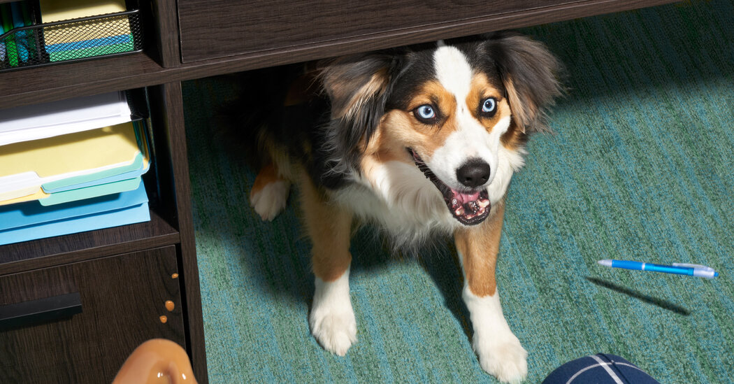 Must Love Dogs Was Not in the Job Description