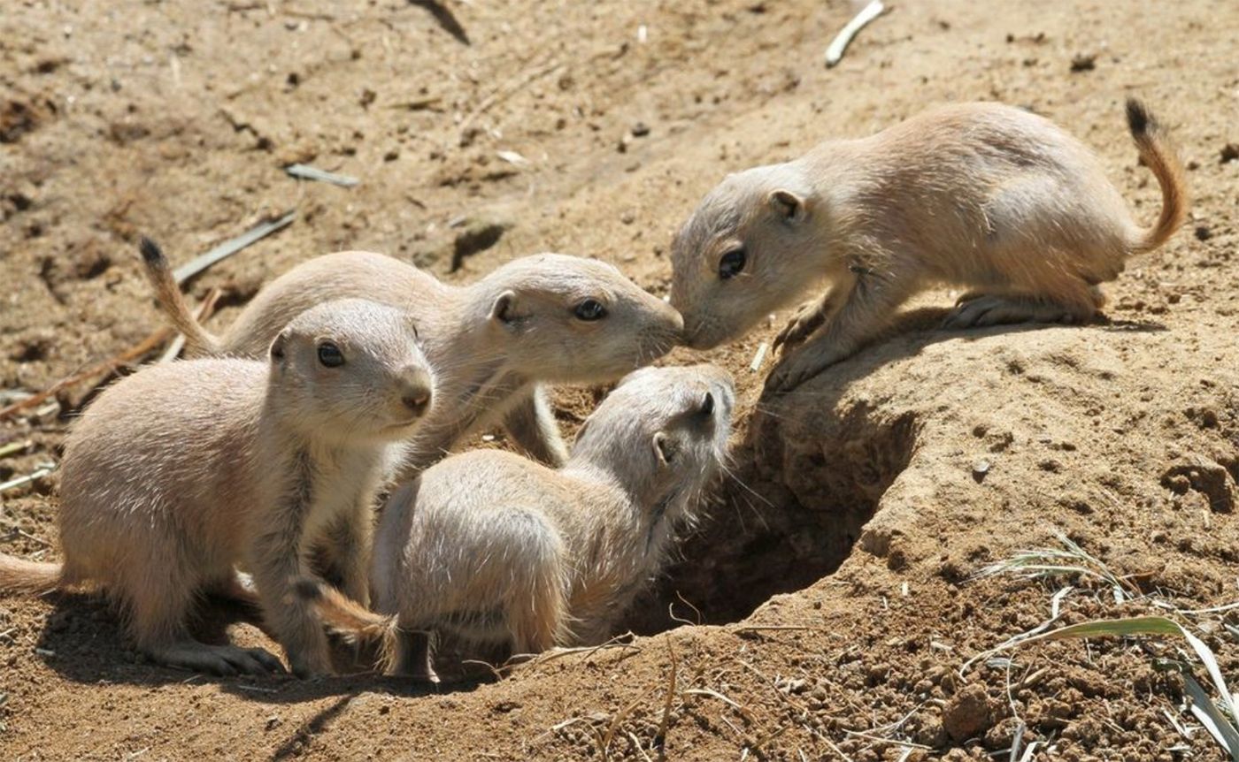 San Francisco Zoo Welcomes Litter of Nine Prairie Dog Pups, Who Have Just Come Above Ground