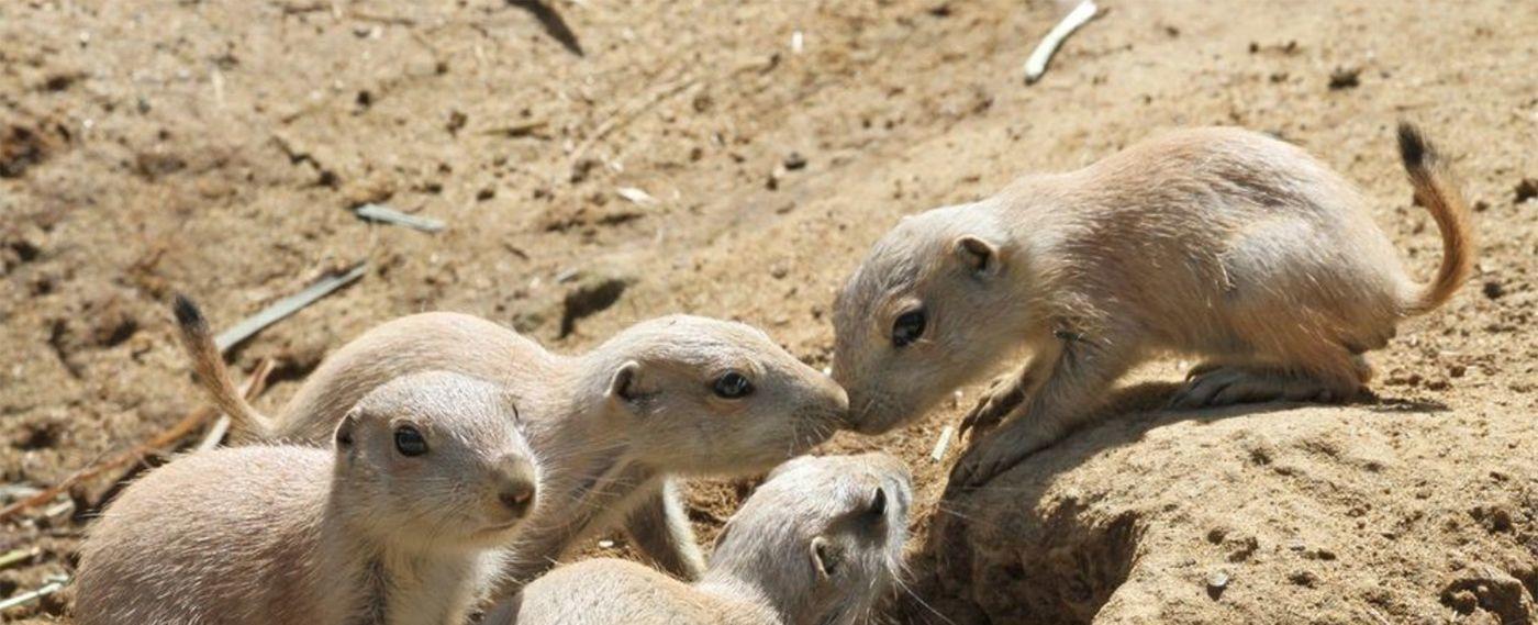 San Francisco Zoo Welcomes Litter of Nine Prairie Dog Pups, Who Have Just Come Above Ground