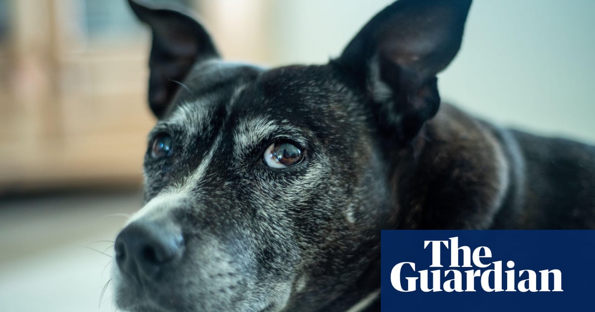 Dogs with dementia also have sleep problems, finds study