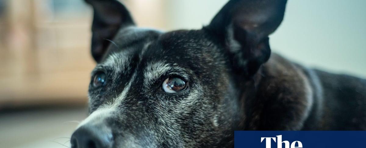 Dogs with dementia also have sleep problems, finds study