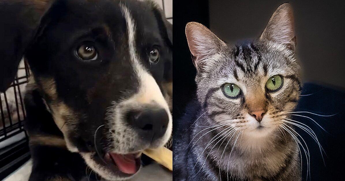 Pawsitively adorable: Meet 33 adoptable dogs and cats looking for love in the Tulsa area