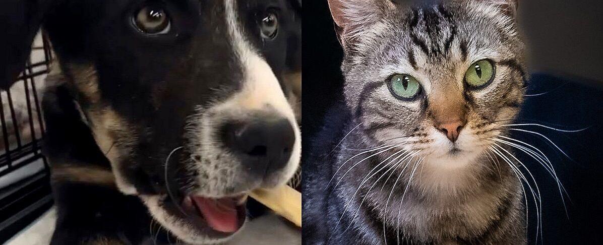 Pawsitively adorable: Meet 33 adoptable dogs and cats looking for love in the Tulsa area